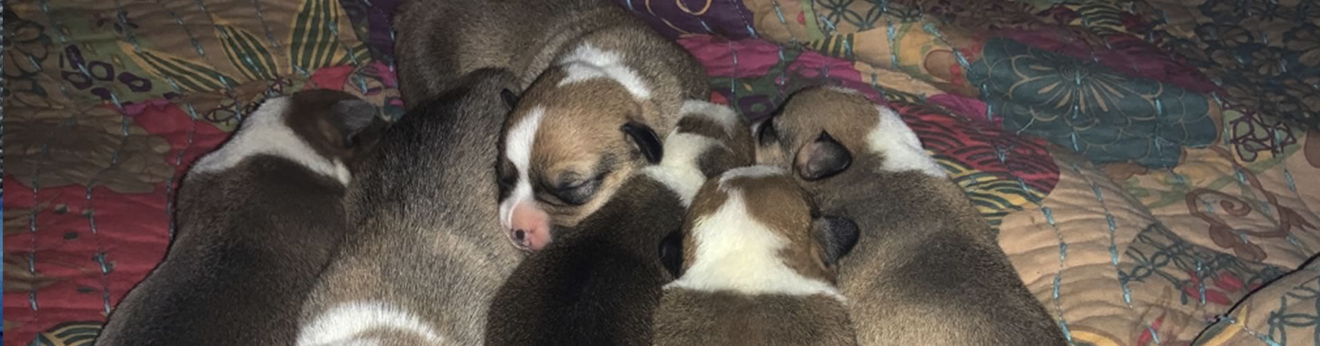 Corgi Puppies For Sale in Michigan